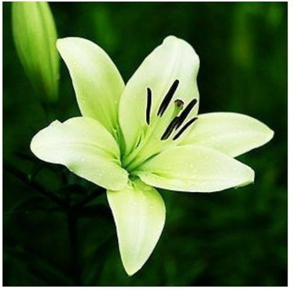Perfume Lilie Semi Blumensamen für Innenräume System
