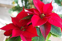 Rot Grün Weihnachtsstern Blumensamen zur Aussaat Rich Fragrance Traditionssorte & ohne Gentechnik Samen Hausgarten