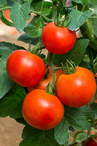 Tomate Solanum lycopersicum Samen zum Pflanzen urban garden home garden