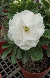 Weiß adenium obessum blume samen for anpflanzung - long bloom season, heirloom & gmo free samen for home garten
 
 sale for anpflanzung in home garten.