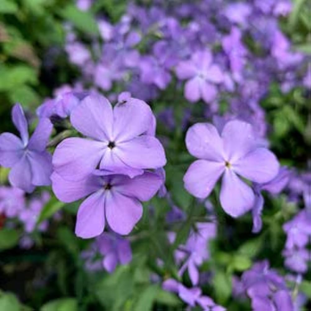 Mountain Phlox Phlox paniculata Blumensamen zur Aussaat Garten und Blume Beet