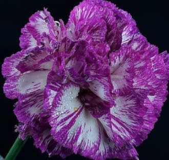 Carnations violet weiß blume samen for anpflanzung - bright blooms, heirloom & gmo free samen for home garten
 
 sale for anpflanzung in home garten