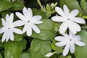 Arabian jasmine jasminum sambac for anpflanzung in garten