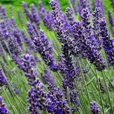 Munstead lavender blume samen for anpflanzung - seasonal bloomer, heirloom & gmo free samen for home garten
 
 sale samen for home garten