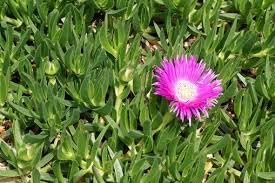 Native pigface blume samen for anpflanzung perfect for borders heirloom & gmo free samen for home garten 
 
 sale for anpflanzung in home garten