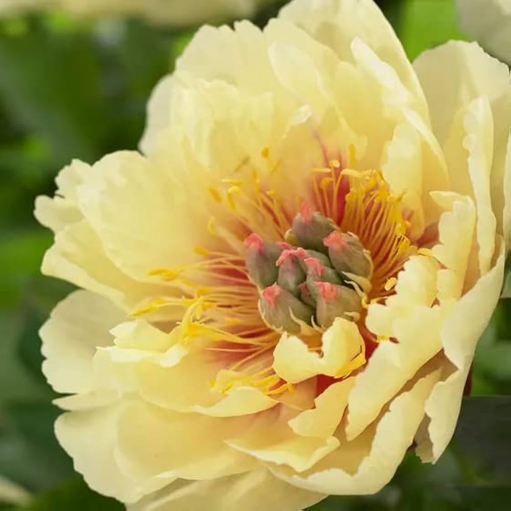 Pfingstrose Paeonia officinalis Samen zur Aussaat Blume Beet und Urban Garten