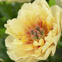 Pfingstrose Paeonia officinalis Samen zur Aussaat Blume Beet und Urban Garten