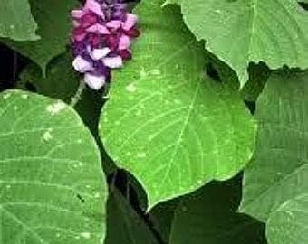 Kudzu pueraria lobata blume samen for anpflanzung - easy to grow, heirloom & gmo free samen for home garten
 
 sale samen for home garten