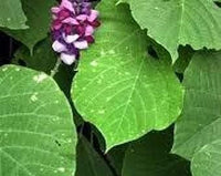 Kudzu pueraria lobata blume samen for anpflanzung - easy to grow, heirloom & gmo free samen for home garten
 
 sale samen for home garten