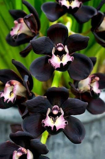 Cymbidium Faberi Schwarz Samen einfache Aussaat