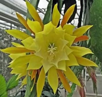 Gelb epiphyllum blume samen for anpflanzung - drought tolerant, heirloom & gmo free samen for home garten
 
 sale for anpflanzung in home garten