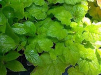 Piggyback pflanze blume samen for anpflanzung - hardy variety, heirloom & gmo free samen for home garten
 
 sale samen for home garten