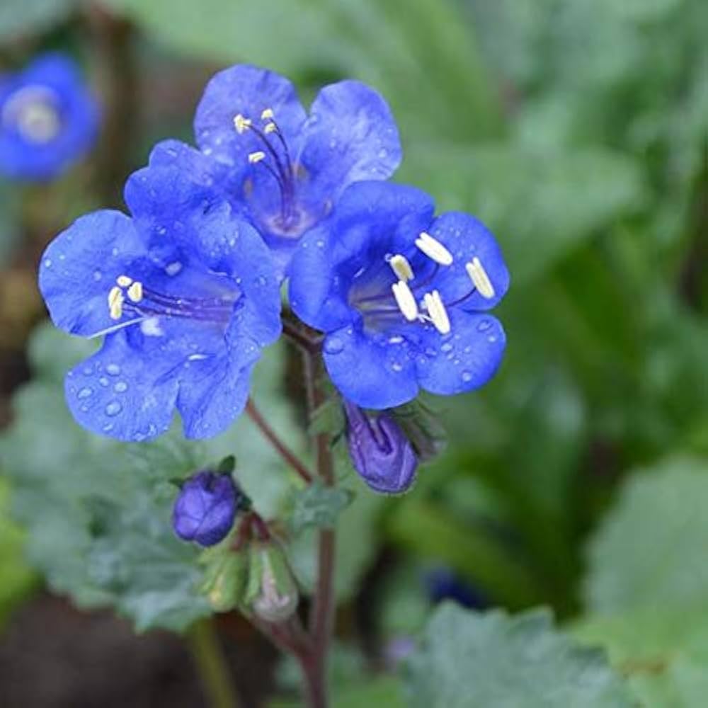 Blau cali blume samen for anpflanzung - sun loving, heirloom & gmo free samen for home garten
 
 sale samen for anpflanzung in home garten