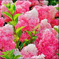 Vanilla strawberry hydrangea blume samen for anpflanzung - fragrant blossoms, heirloom & gmo free samen for home garten
 
 sale samen for home garten