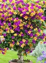 Buganvillas blume samen for anpflanzung - fragrant blossoms, heirloom & gmo free samen for home garten
 
 sale for anpflanzung in home garten