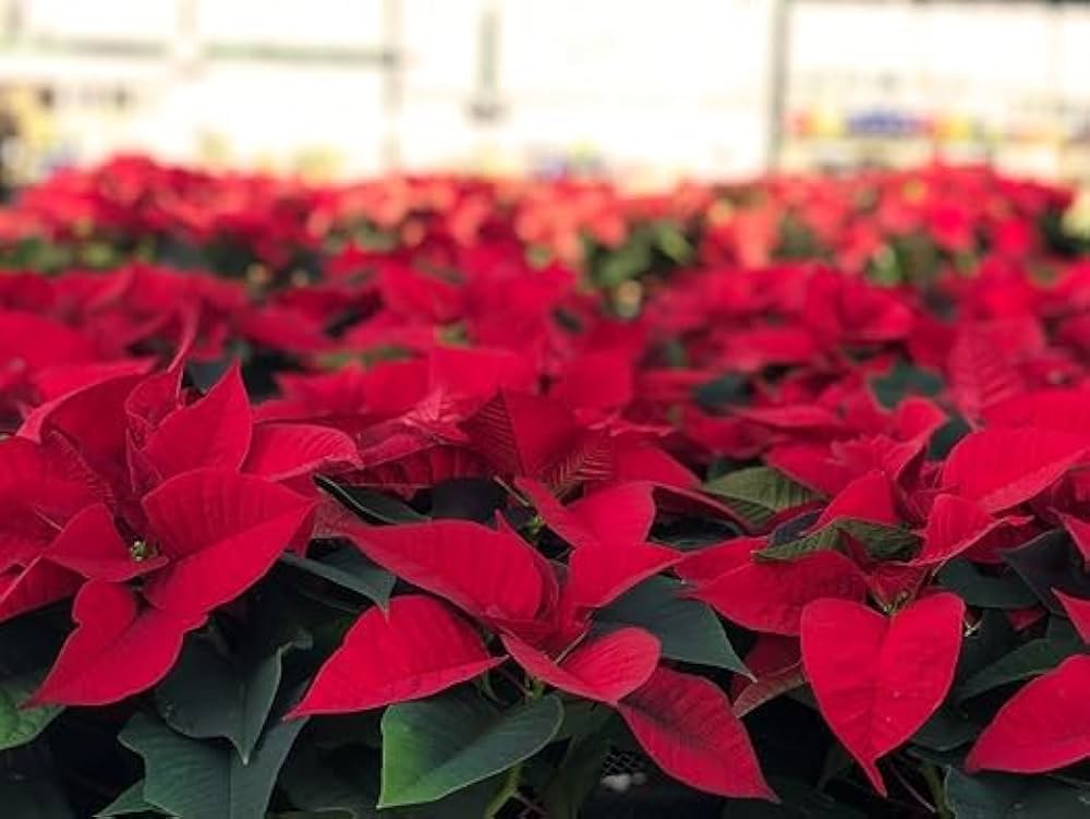 Euphorbia Pulcherrima Blumensamen zur Aussaat – Schnitt Blume beliebt – Traditionssorte & ohne Gentechnik Samen Hausgarten