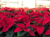 Euphorbia Pulcherrima Blumensamen zur Aussaat – Schnitt Blume beliebt – Traditionssorte & ohne Gentechnik Samen Hausgarten