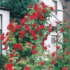 Climbing (climbing rose) samen for anpflanzung in home garten