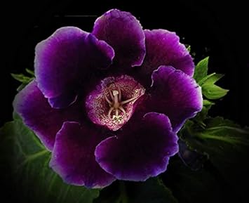 Dark lila gloxinia blume samen for anpflanzung - premium quality, heirloom & gmo free samen for home garten
 
 sale for anpflanzung in home garten