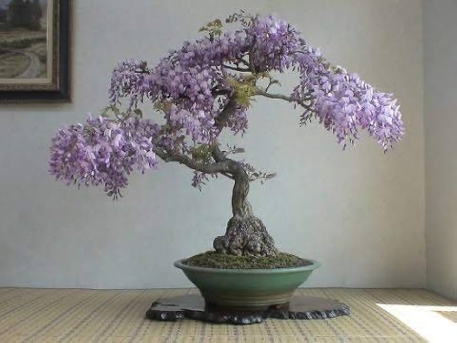 Chinese Blau Blauregen Bonsai Samen Pack – elegant Lila Blumen
