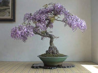 Chinese Blau Blauregen Bonsai Samen Pack – elegant Lila Blumen