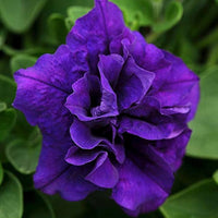 Petunie Freiheit Lilac Halo Pelletized Petunie Samen zur Aussaat Graceful Lilac Blüten