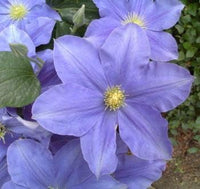 Clematis blau blume samen for anpflanzung - colorful display, heirloom & gmo free samen for home garten
 
 sale samen for anpflanzung in home garten