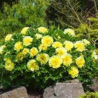 Gelb Pfingstrose Blumensamen zur Aussaat – leuchtend Blüten – Traditionssorte & ohne Gentechnik Samen Hausgarten