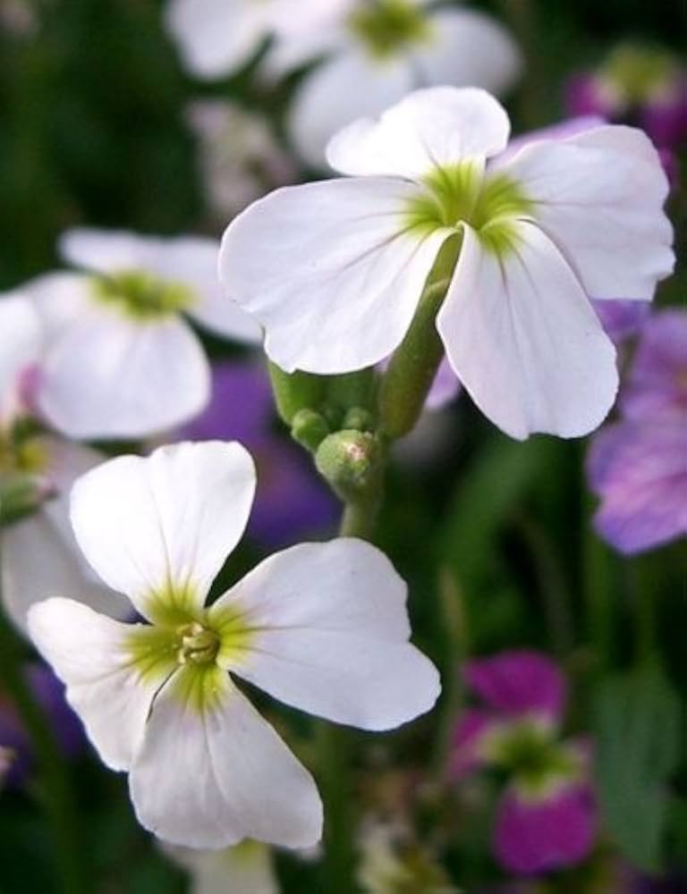 Semi di violaciocca serale bianca da seminare, con fioritura rigogliosa; profumo notturno per il giardino