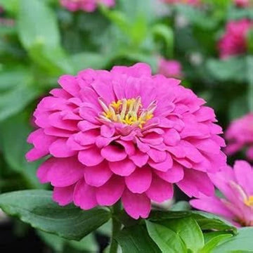 Zinnia zinnia elegans for anpflanzung in blume bed.