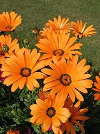 Orange osteospermum blume samen for anpflanzung - easy to grow, heirloom & gmo free samen for home garten
 
 sale for anpflanzung in home garten
