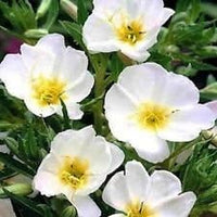Weiß evening primrose blume samen for anpflanzung - compact growth, heirloom & gmo free samen for home garten
 
 sale samen for home garten