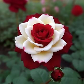 Schwarz Pearl Rose Blumensamen zur Aussaat – Drought verträglich – Traditionssorte & ohne Gentechnik Samen Hausgarten