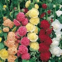 Mallow alcea rosea blume samen for anpflanzung - seasonal bloomer, heirloom & gmo free samen for home garten
 
 sale samen for anpflanzung in home garten