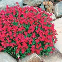Aubrieta berro blume samen for anpflanzung - shade tolerant, heirloom & gmo free samen for home garten
 
 sale samen for anpflanzung in home garten