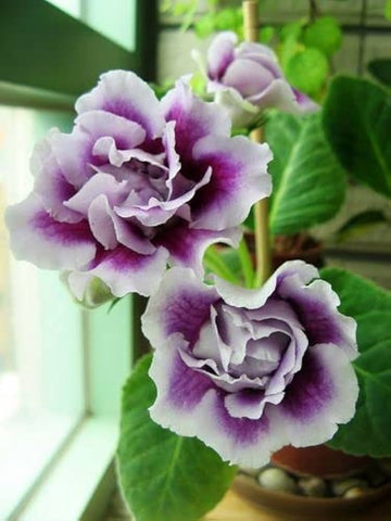 Weiß lila gloxinia blume samen for anpflanzung - long bloom season, heirloom & gmo free samen for home garten
 
 sale for anpflanzung in home garten.