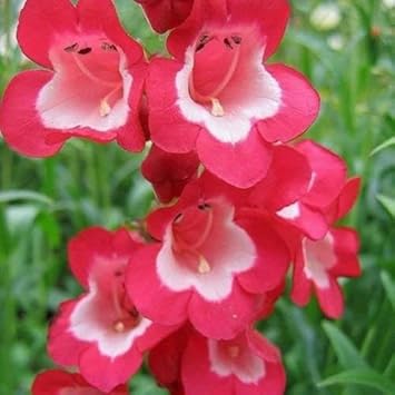 Rot penstemon scarlet blume samen anpflanzung