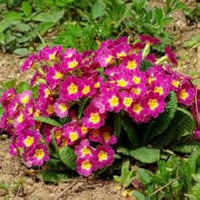 Mini Europe Schlüsselblume Blumensamen leuchtend – klein Garten Blüten
