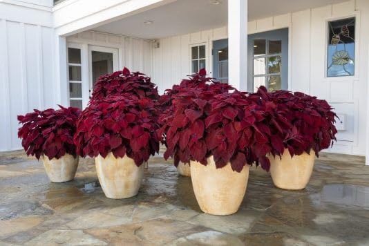 Kastanienrot Buntnessel Blumensamen zur Aussaat farbenfroh Schau Traditionssorte & ohne Gentechnik Samen Hausgarten