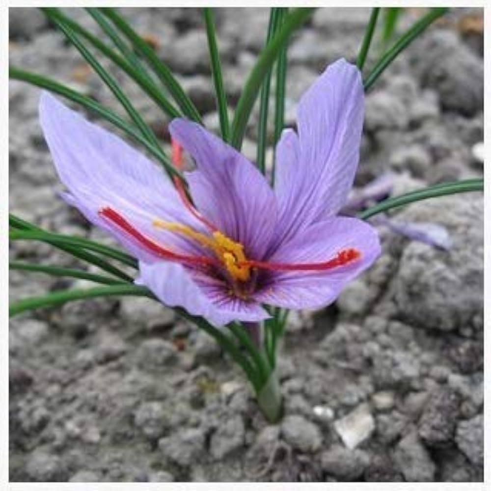 Saffron Blumensamen (Crocus Sativus) Gourmet Spice Harvest