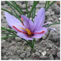 Saffron Blumensamen (Crocus Sativus) Gourmet Spice Harvest