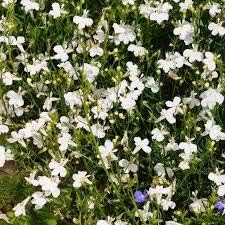 Lobelia Regatta Weiß lang-Lasting Samen Weiß Lobelia