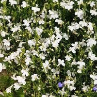 Lobelia Regatta Weiß lang-Lasting Samen Weiß Lobelia