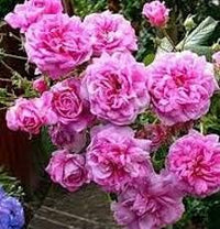 Rosa damask blume samen for anpflanzung - pollinator friendly, heirloom & gmo free samen for home garten
 
 sale for anpflanzung in home garten.