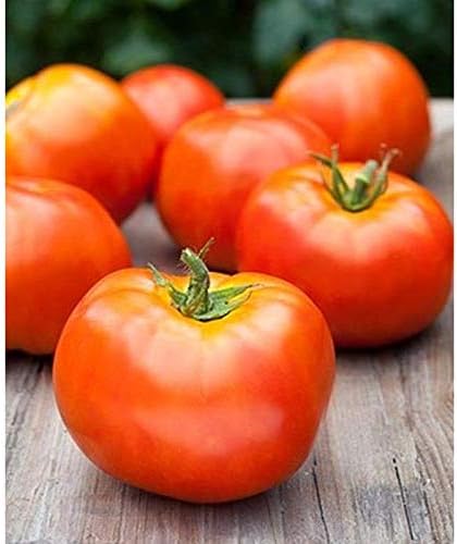 Flavorful atkinson tomato aussaat samen - gemüse gardening samen