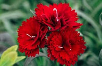 Rot gloxinia blume samen colorful display heirloom & gmo free samen for home garten
 
 sale for anpflanzung in home garten