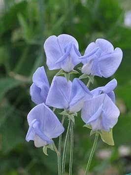 Lavender sweet pea blume samen for anpflanzung versatile use heirloom & gmo free samen for home garten 
 
 sale for anpflanzung in home garten