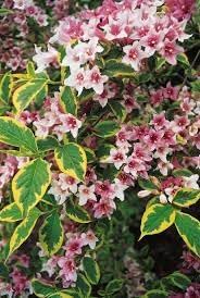Weigela blume samen for anpflanzung colorful display heirloom & gmo free samen for home garten 
 
 sale for anpflanzung in home garten