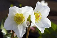 Helleborus Lenten Rose Blumensamen