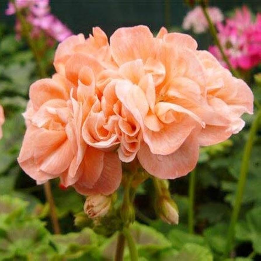 Geranie hell Orange Blumensamen zur Aussaat – Schnitt Blume beliebt – Traditionssorte & ohne Gentechnik Samen Hausgarten